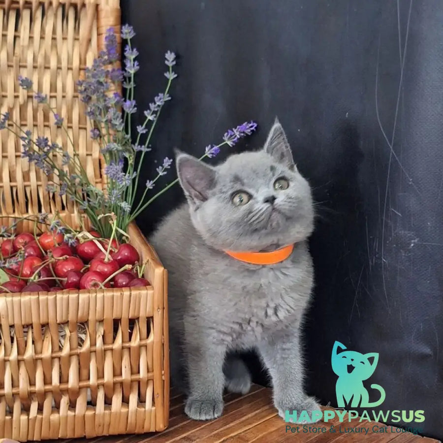 Roza British Shorthair female blue - live animals