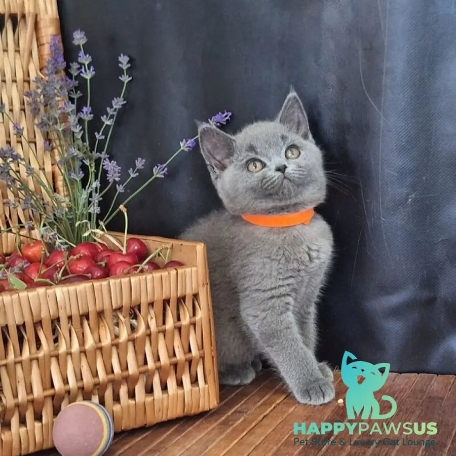 Roza British Shorthair female blue - live animals