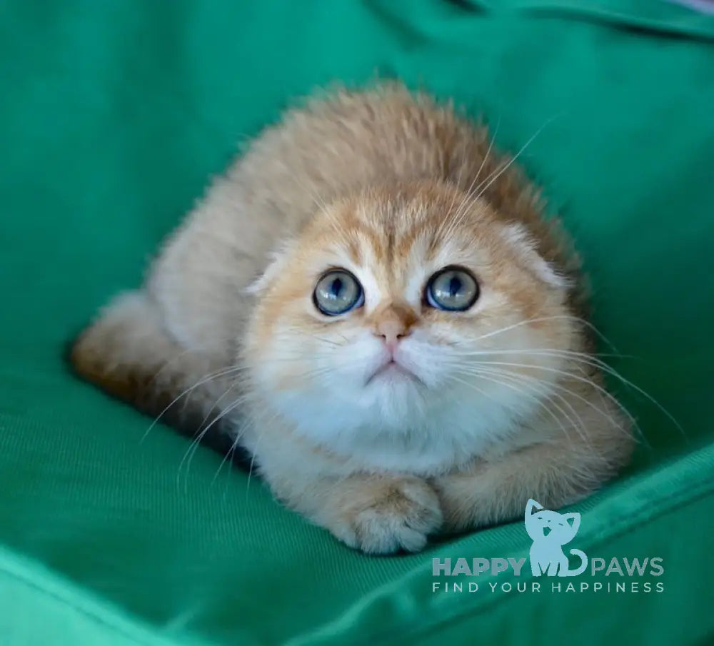 Roza Scottish Fold female black golden ticked tabby live animals