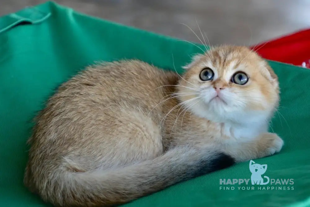 Roza Scottish Fold female black golden ticked tabby live animals
