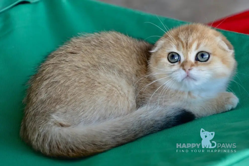Roza Scottish Fold female black golden ticked tabby live animals
