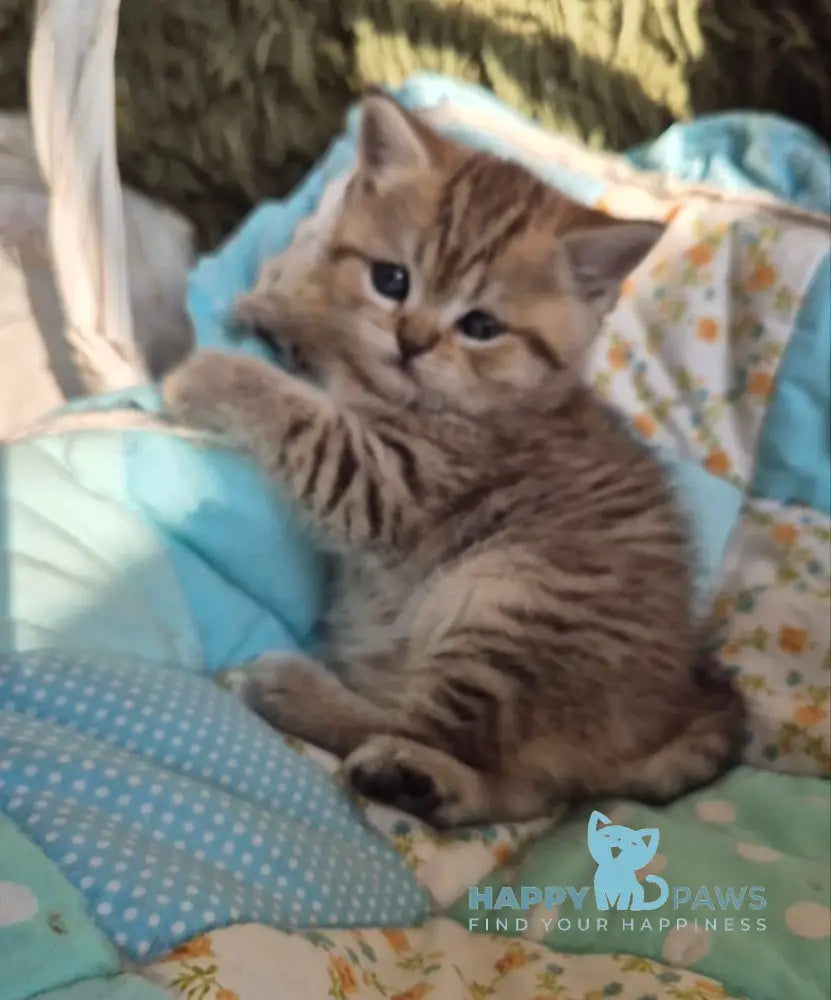 Rozi Scottish Straight female black spotted tabby live animals