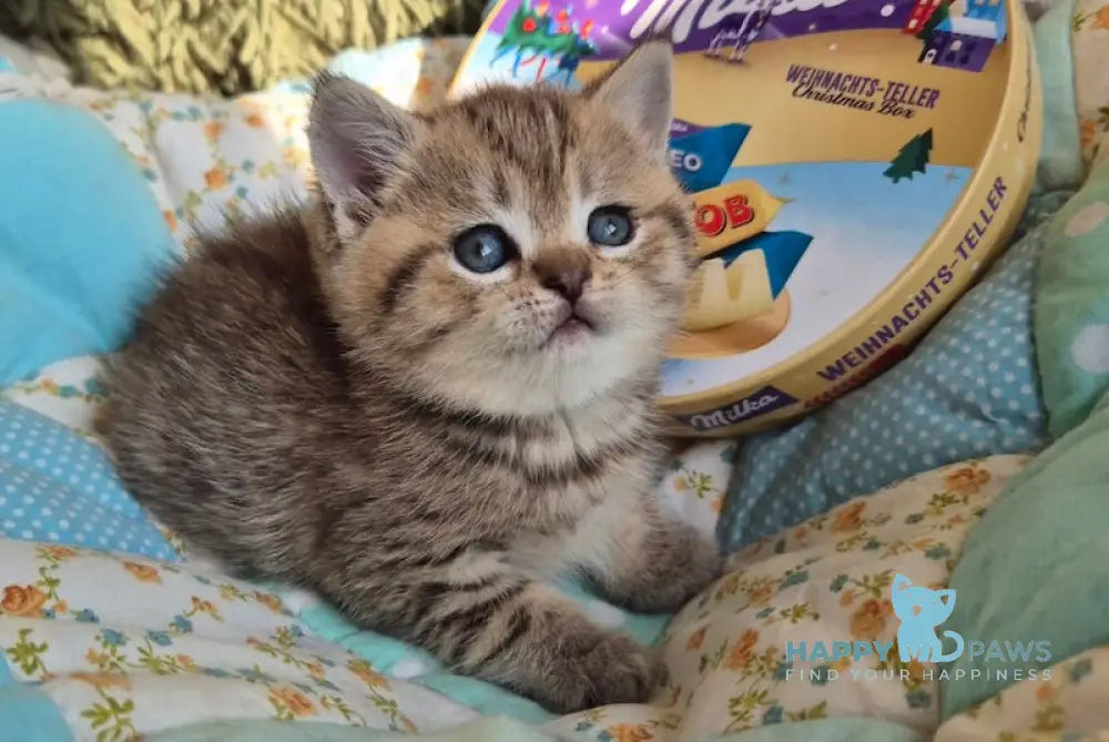 Rozi Scottish Straight female black spotted tabby live animals