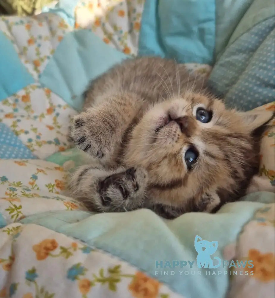 Rozi Scottish Straight female black spotted tabby live animals