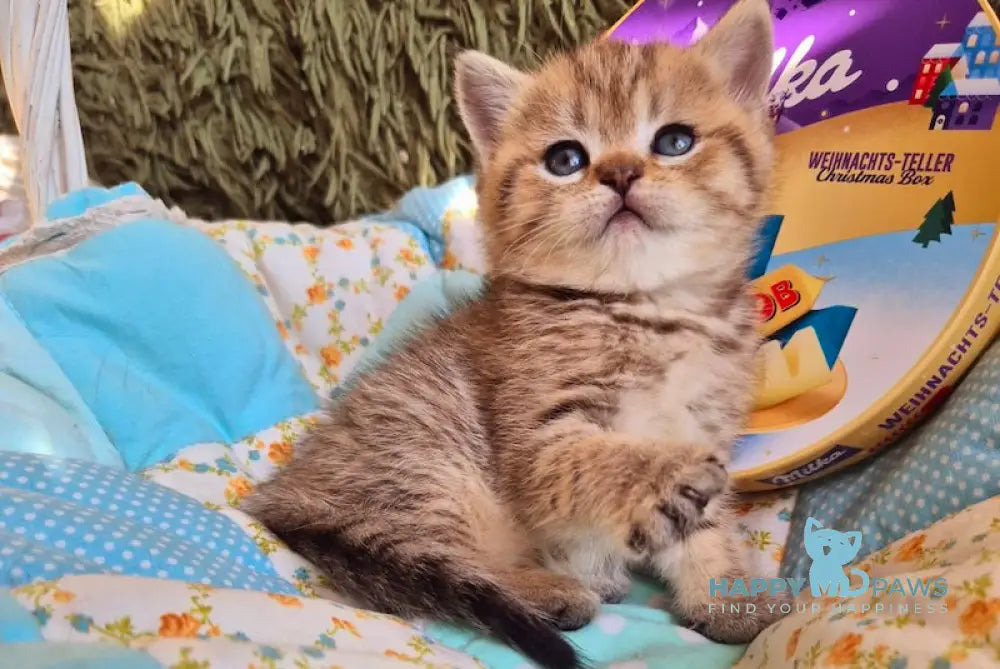 Rozi Scottish Straight female black spotted tabby live animals