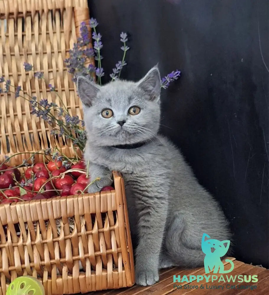 Rozina British Shorthair female blue - live animals