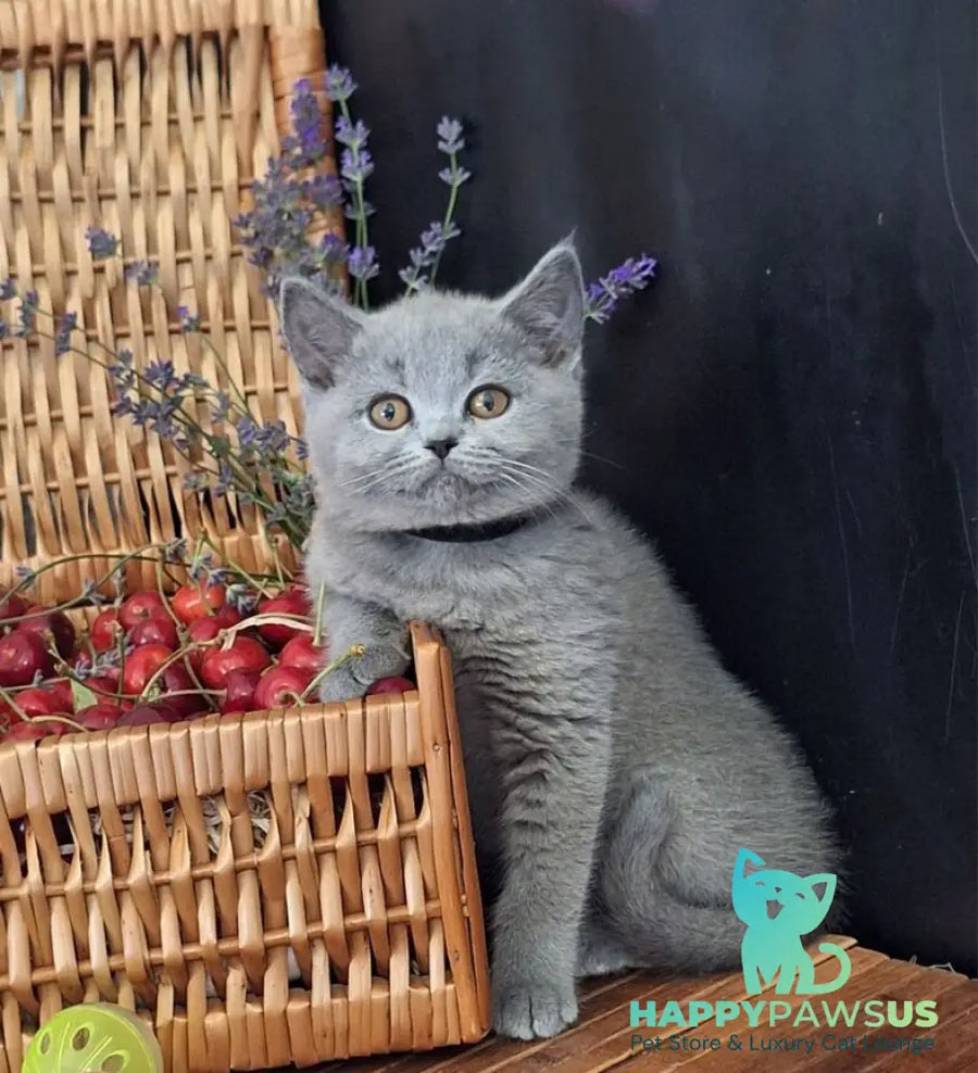Rozina British Shorthair female blue - live animals