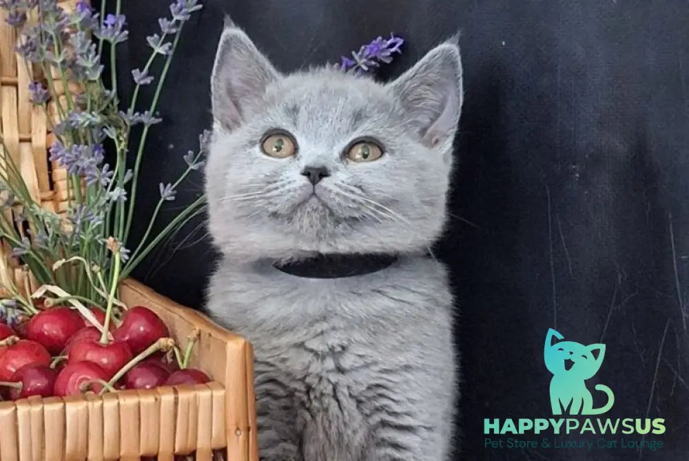 Rozina British Shorthair female blue - live animals