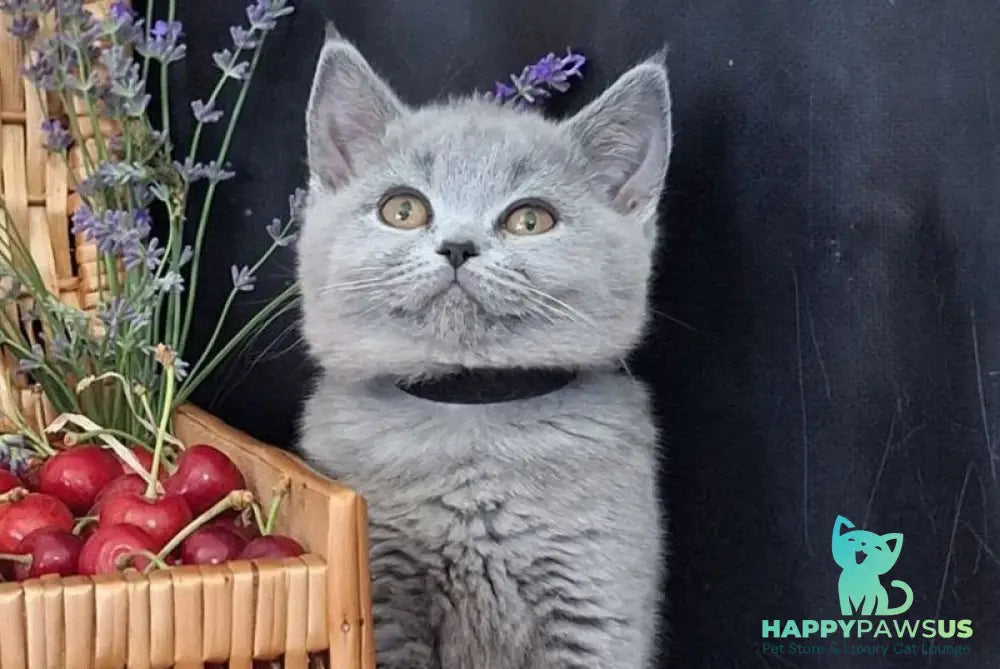 Rozina British Shorthair female blue - live animals