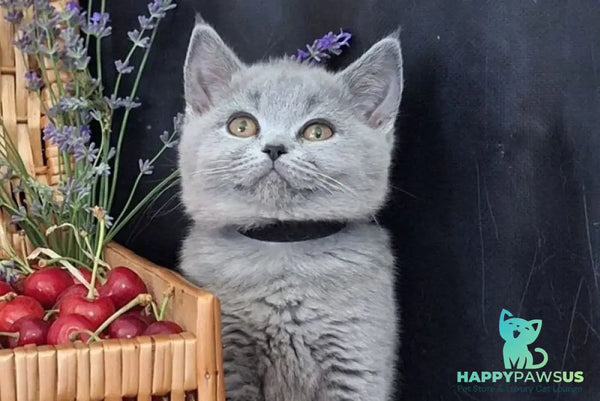 Rozina British Shorthair female blue - live animals
