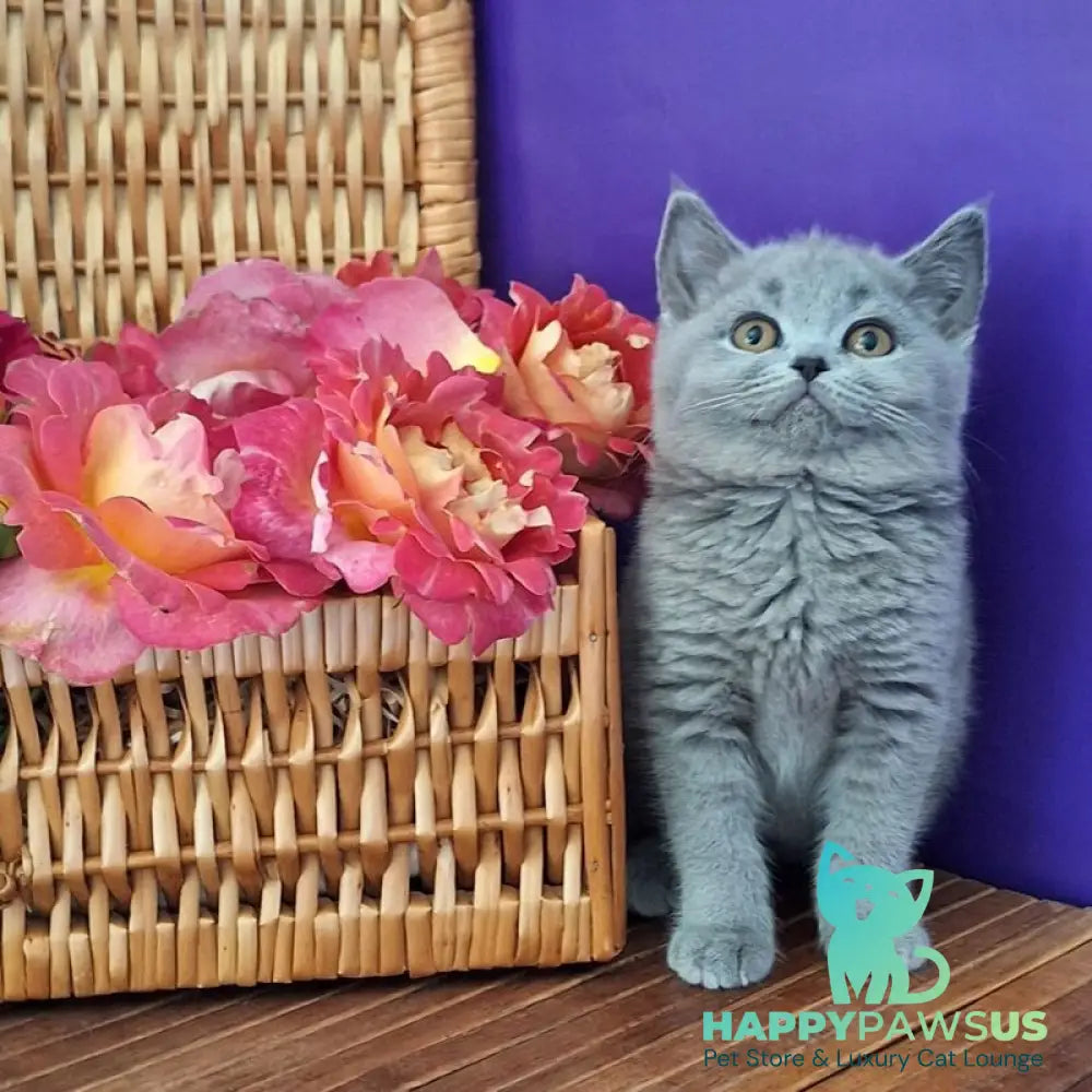 Rozina British Shorthair female blue - live animals