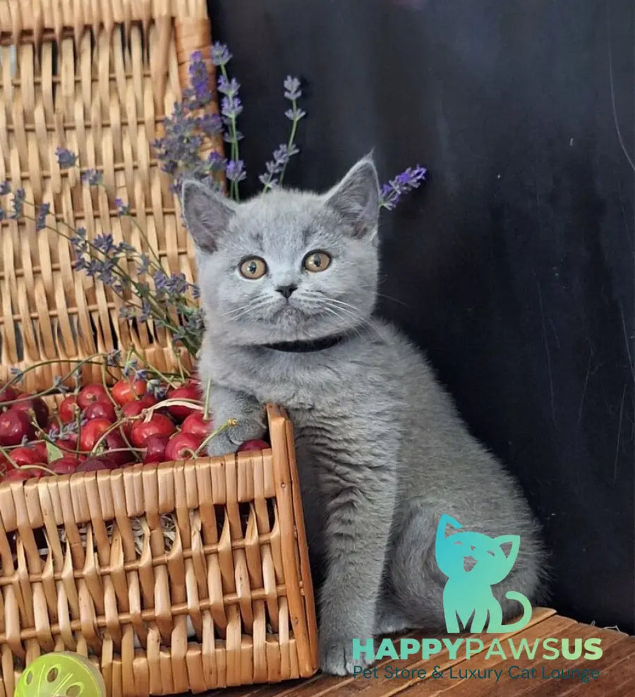 Rozina British Shorthair female blue - live animals