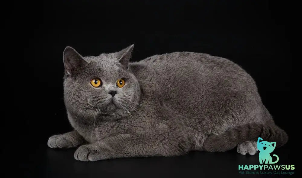 Rozina British Shorthair female blue - live animals