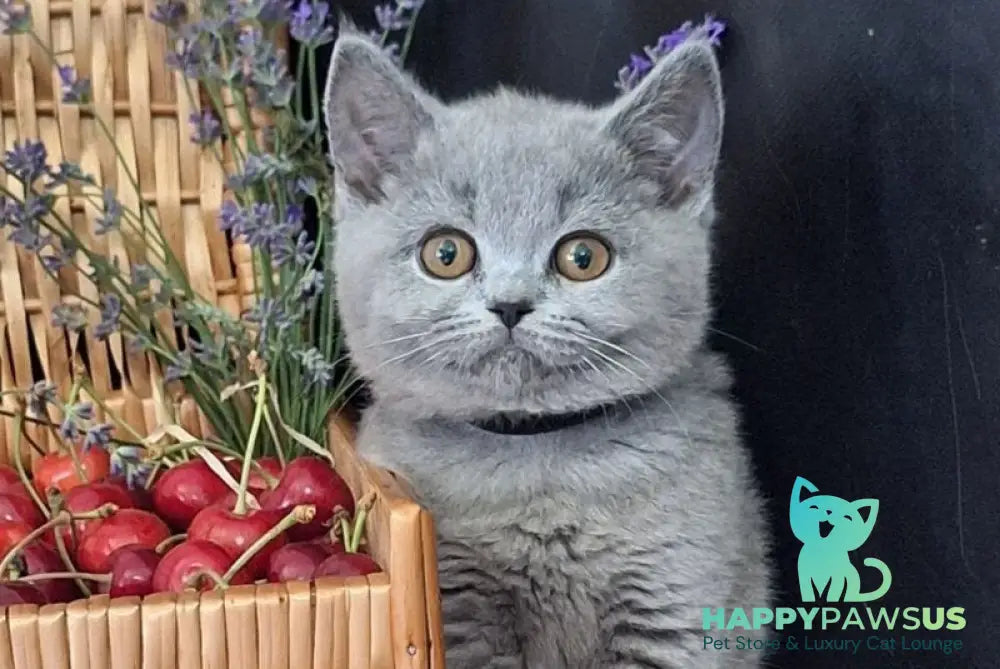 Rozina British Shorthair female blue - live animals