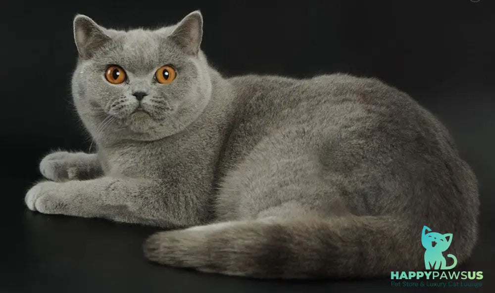 Rozina British Shorthair female blue - live animals