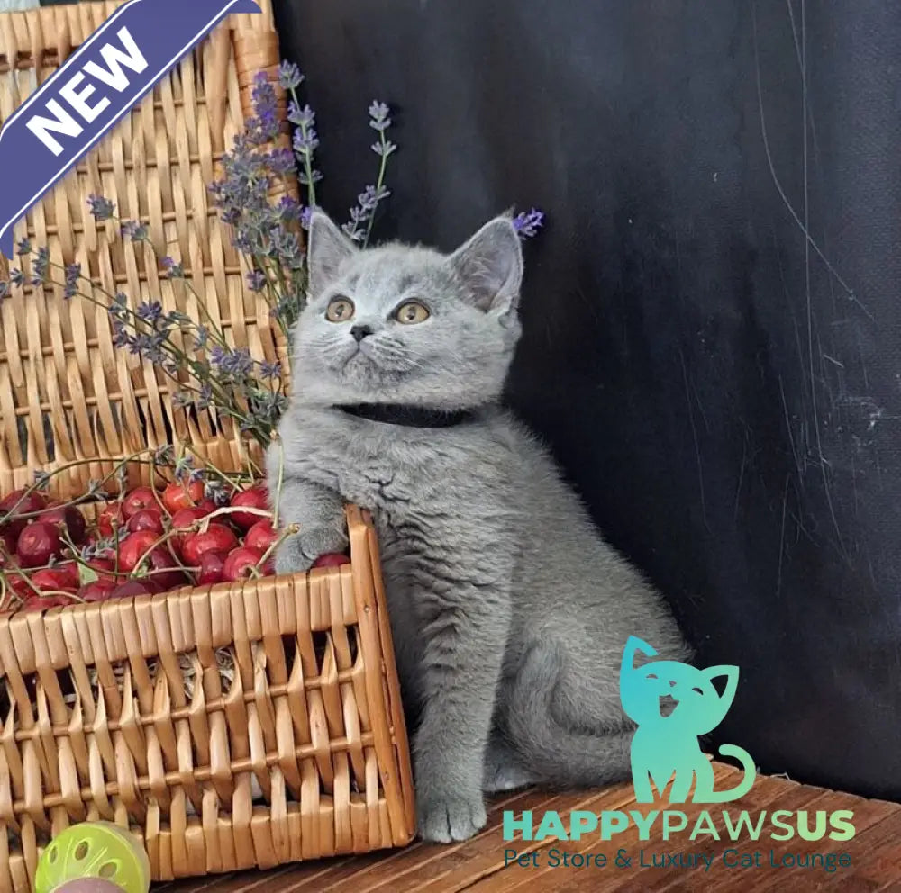 Rozina British Shorthair female blue - live animals