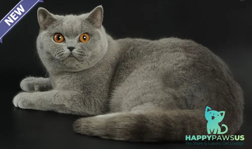 Rozina British Shorthair female blue - live animals