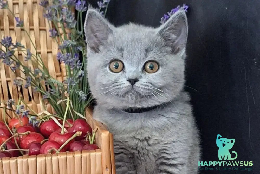 Rozina British Shorthair female blue - live animals