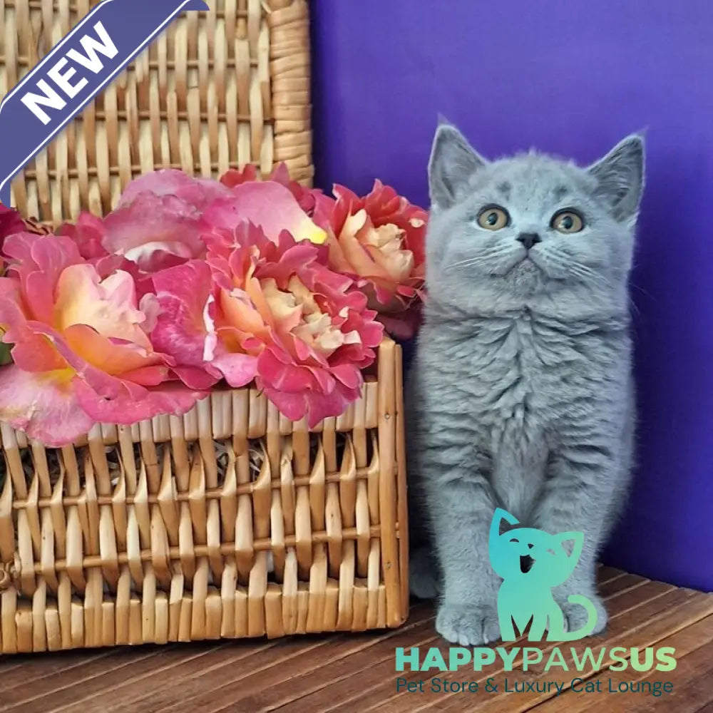 Rozina British Shorthair female blue - live animals