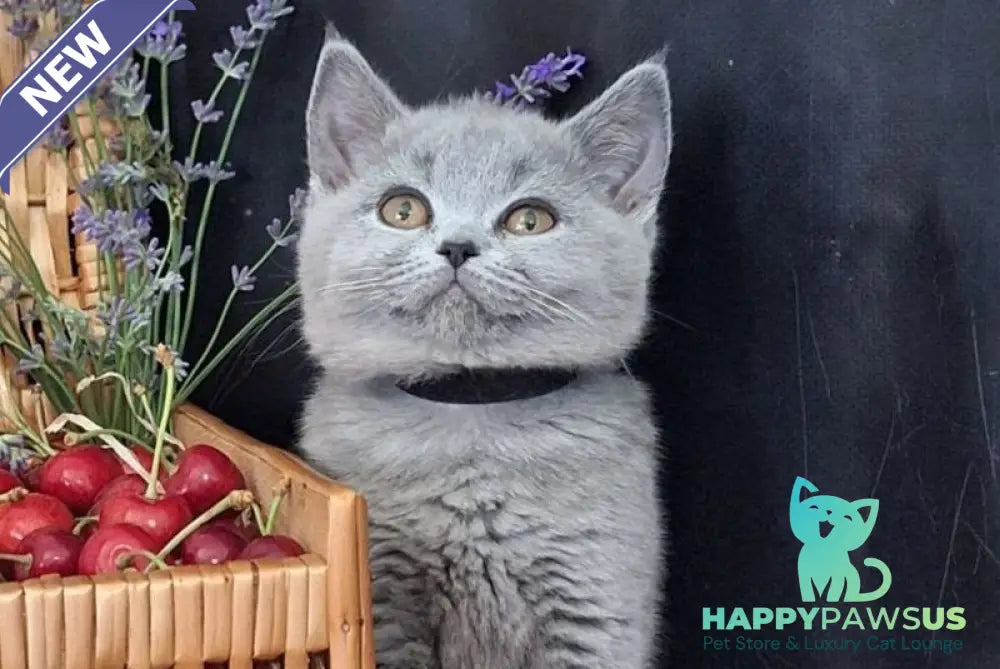 Rozina British Shorthair female blue - live animals