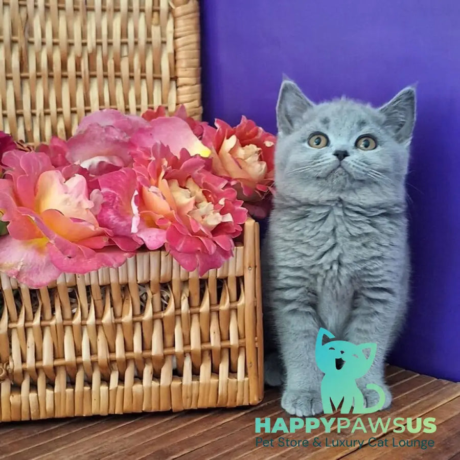 Rozina British Shorthair female blue - live animals
