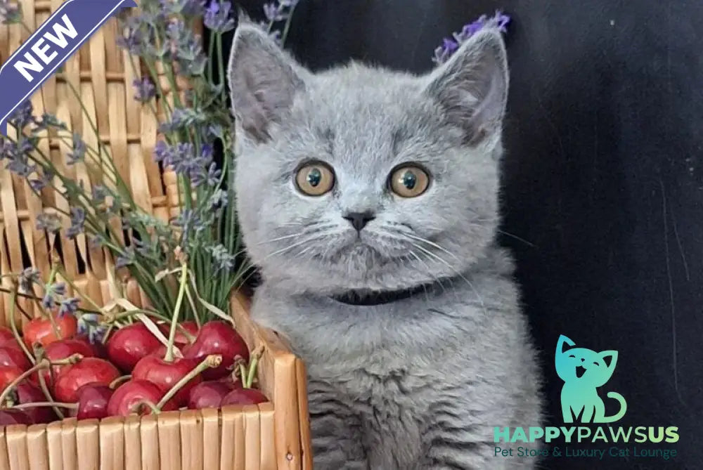 Rozina British Shorthair female blue - live animals