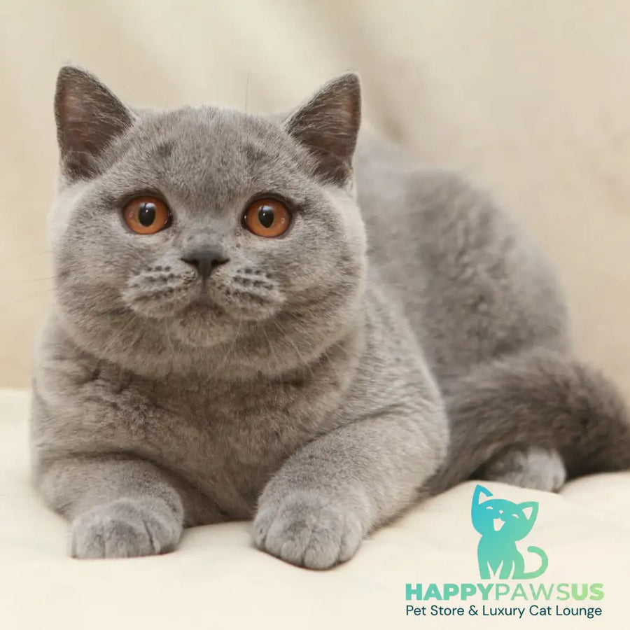 Rozkish British Shorthair female blue - live animals