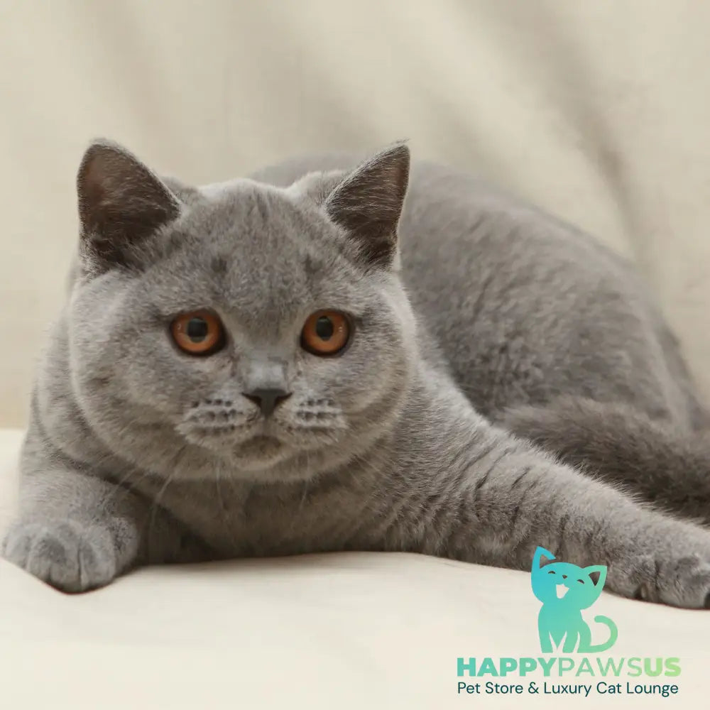 Rozkish British Shorthair female blue - live animals