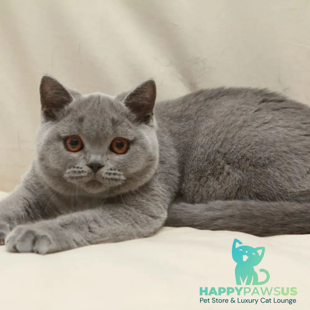 Rozkish British Shorthair female blue - live animals