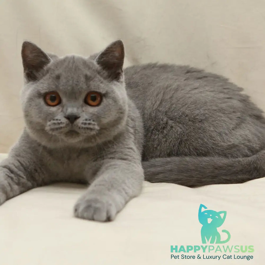 Rozkish British Shorthair female blue - live animals