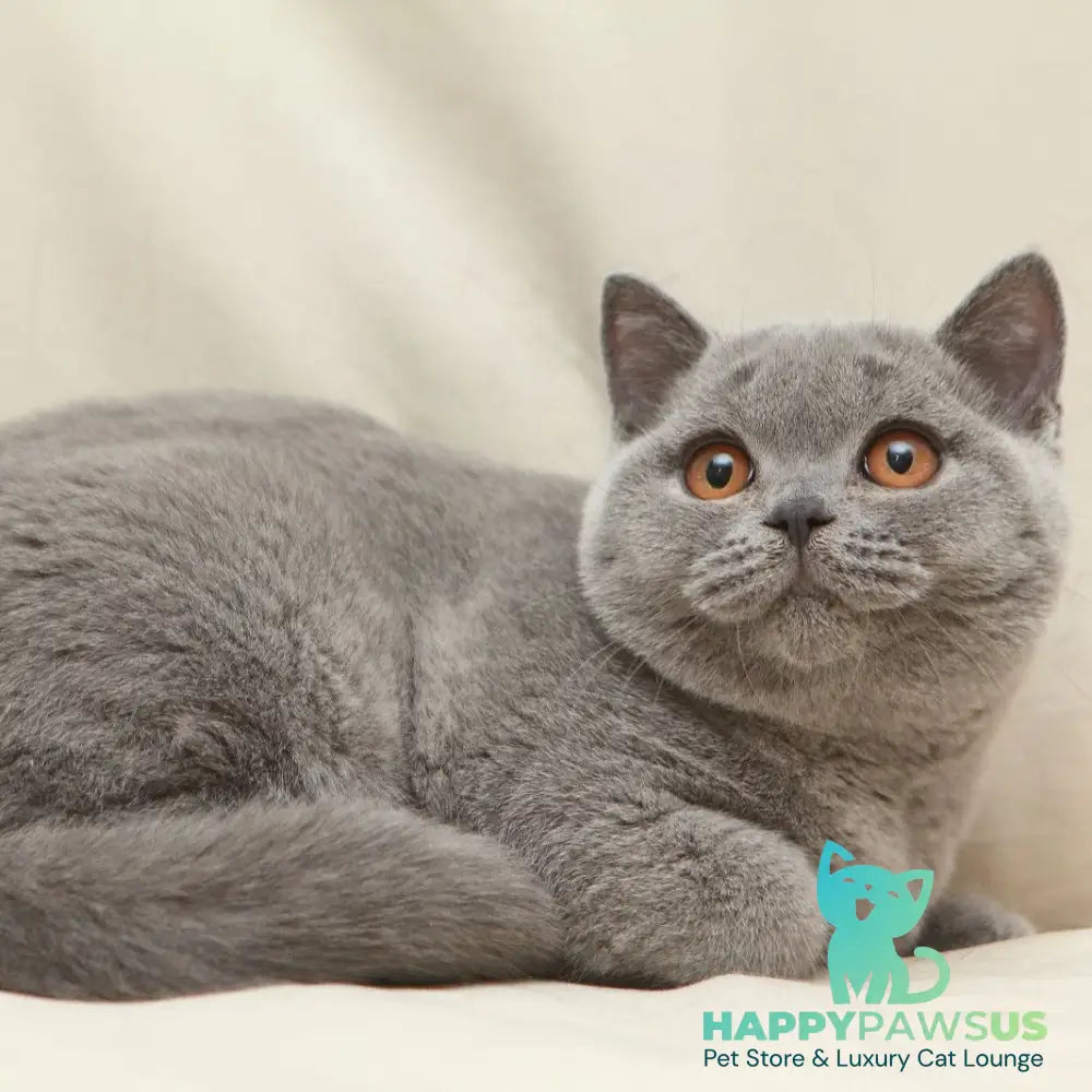 Rozkish British Shorthair female blue - live animals