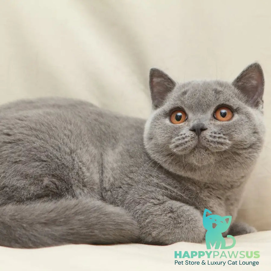 Rozkish British Shorthair female blue - live animals