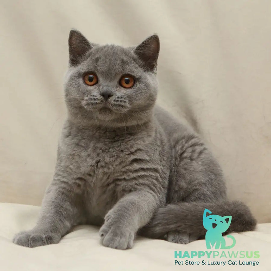 Rozkish British Shorthair female blue - live animals