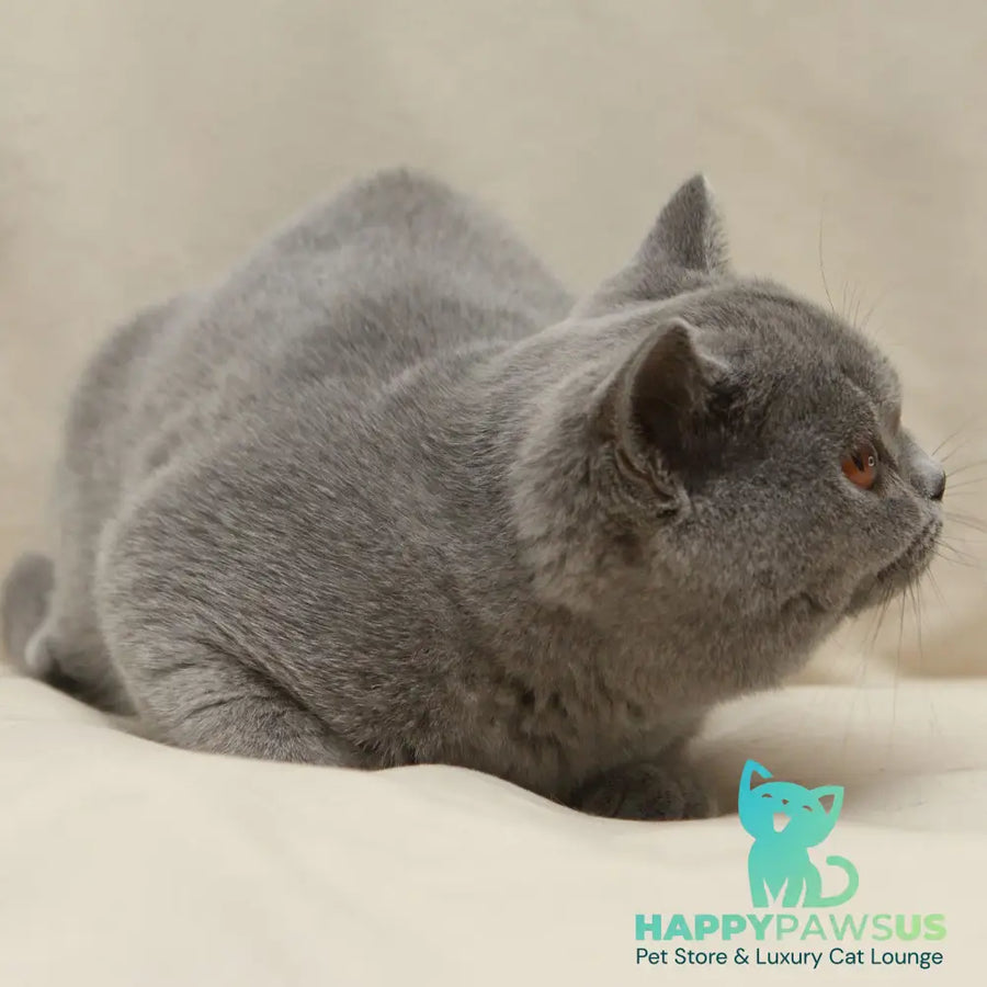 Rozkish British Shorthair female blue - live animals
