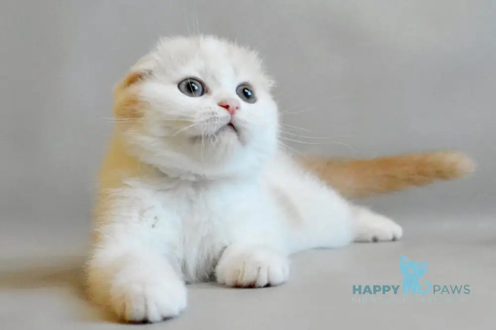 Rozzi Scottish Fold female cream spotted tabby van live animals