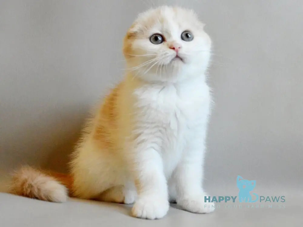 Rozzi Scottish Fold female cream spotted tabby van live animals