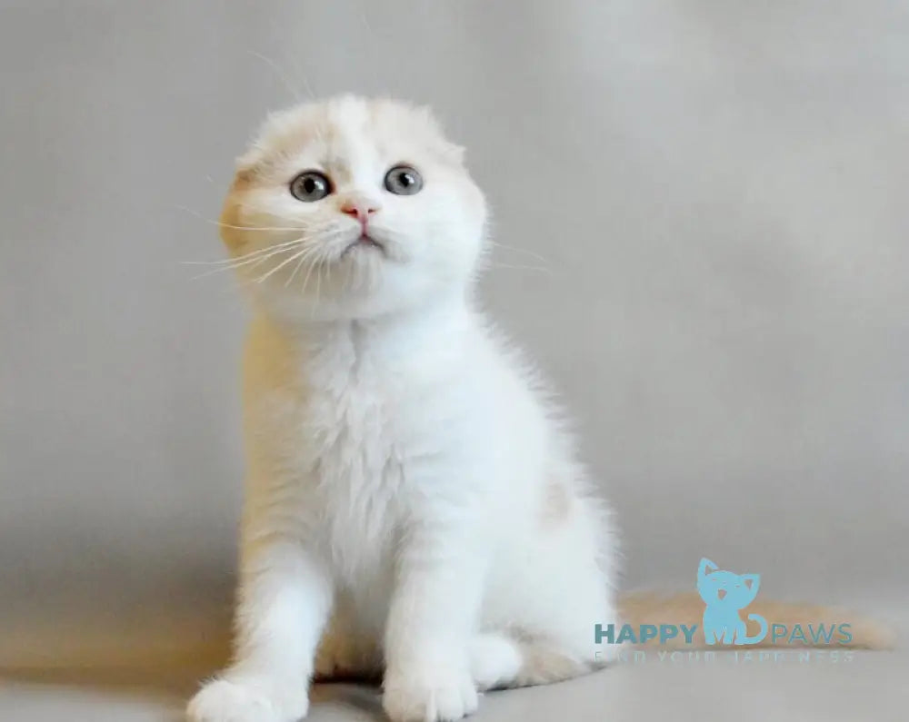 Rozzi Scottish Fold female cream spotted tabby van live animals