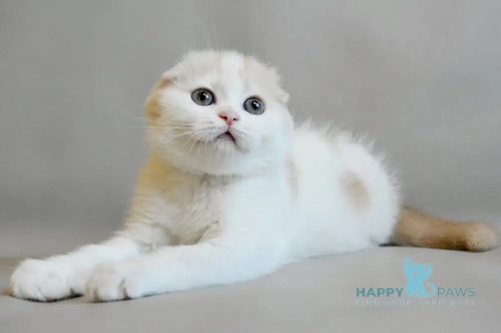 Rozzi Scottish Fold female cream spotted tabby van live animals