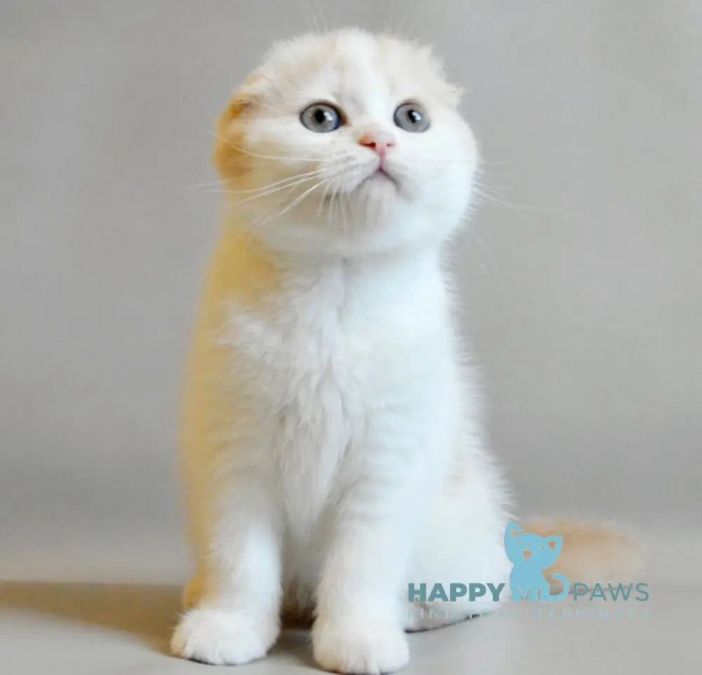 Rozzi Scottish Fold female cream spotted tabby van live animals