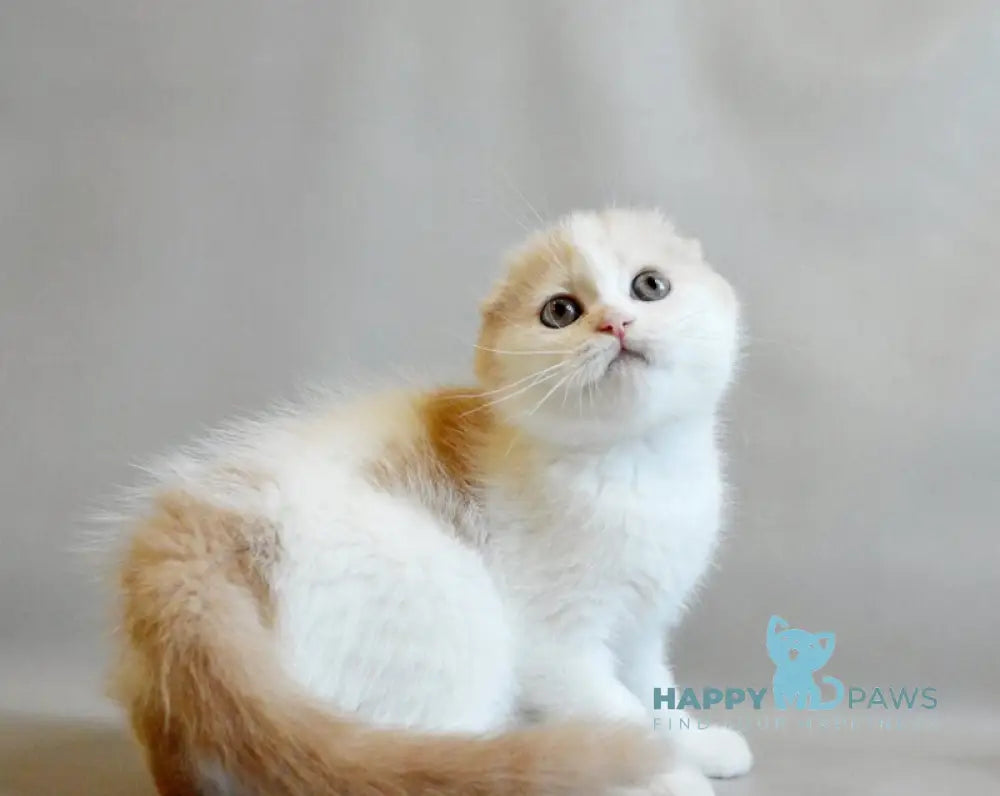 Rozzi Scottish Fold female cream spotted tabby van live animals