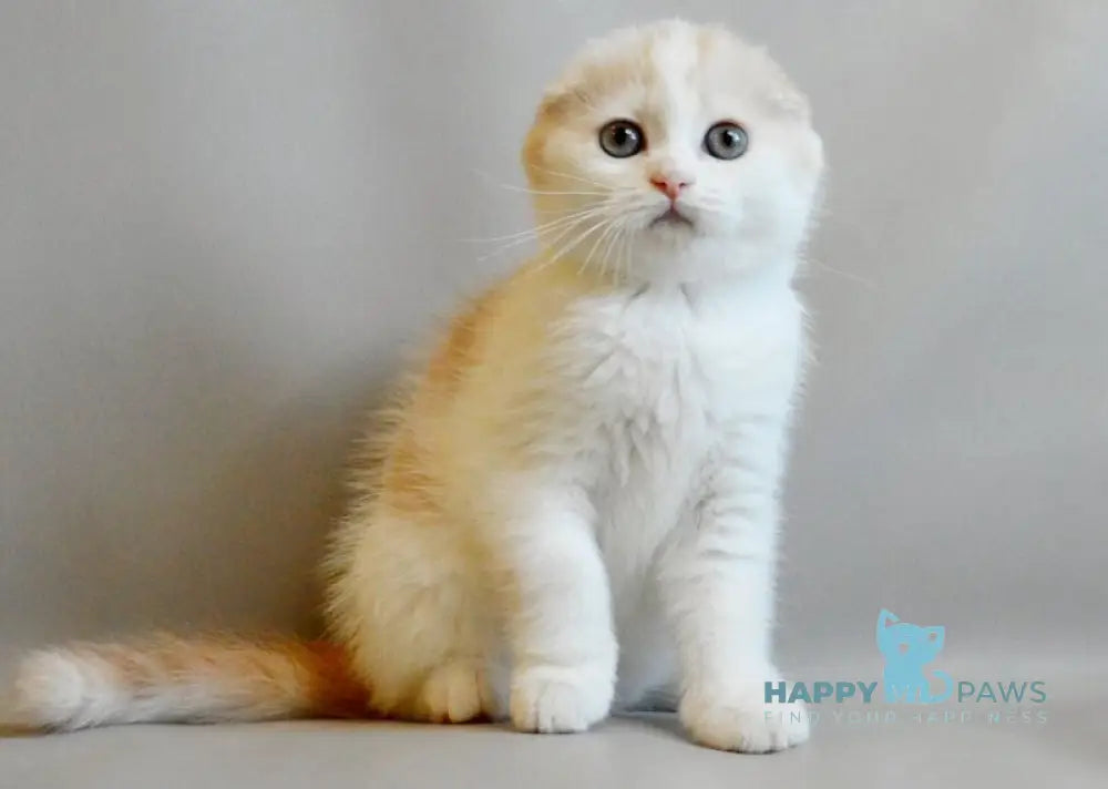 Rozzi Scottish Fold female cream spotted tabby van live animals