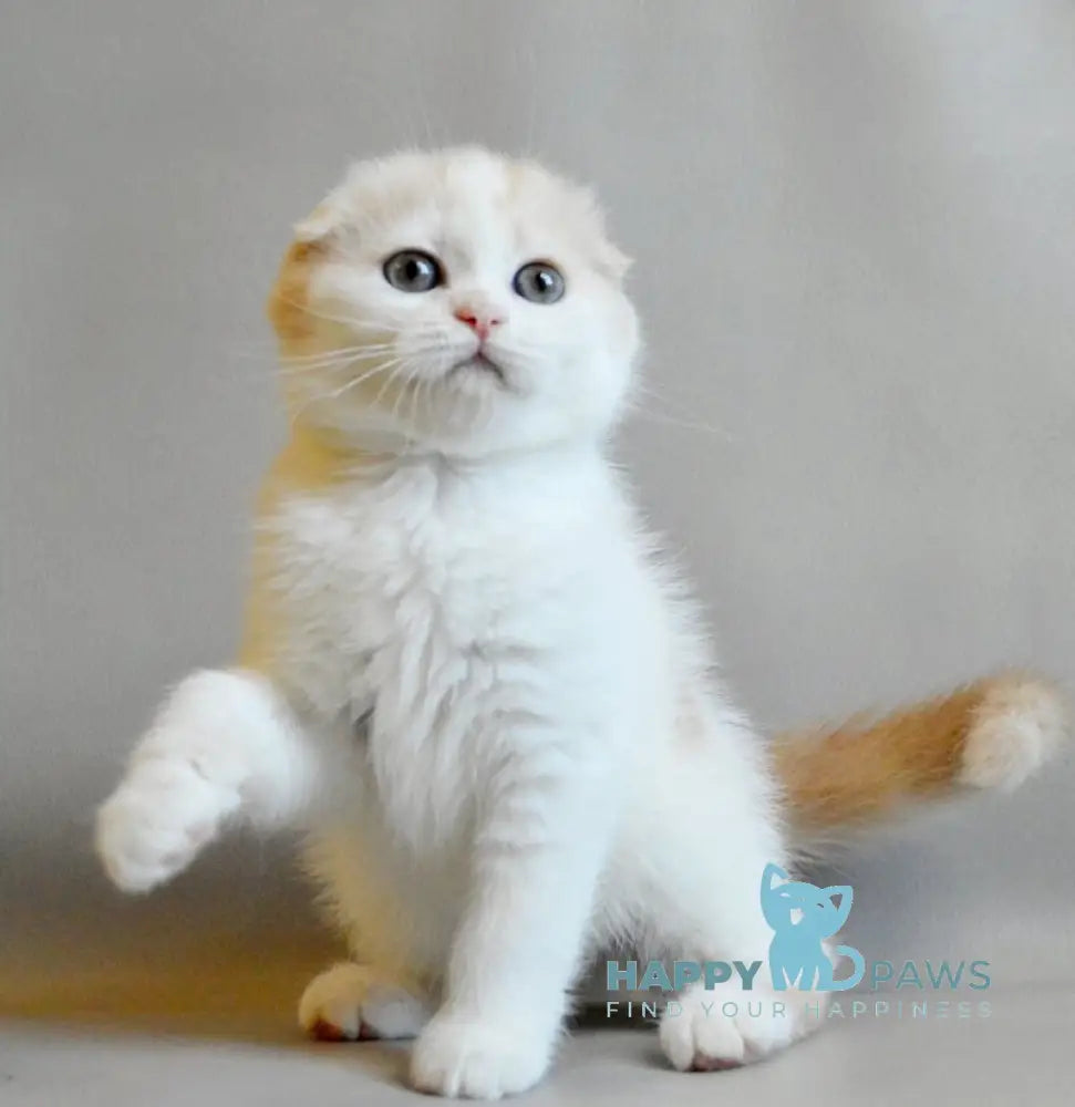 Rozzi Scottish Fold female cream spotted tabby van live animals