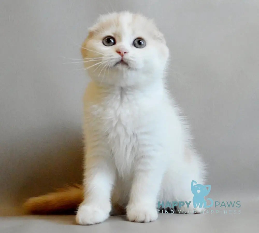 Rozzi Scottish Fold female cream spotted tabby van live animals