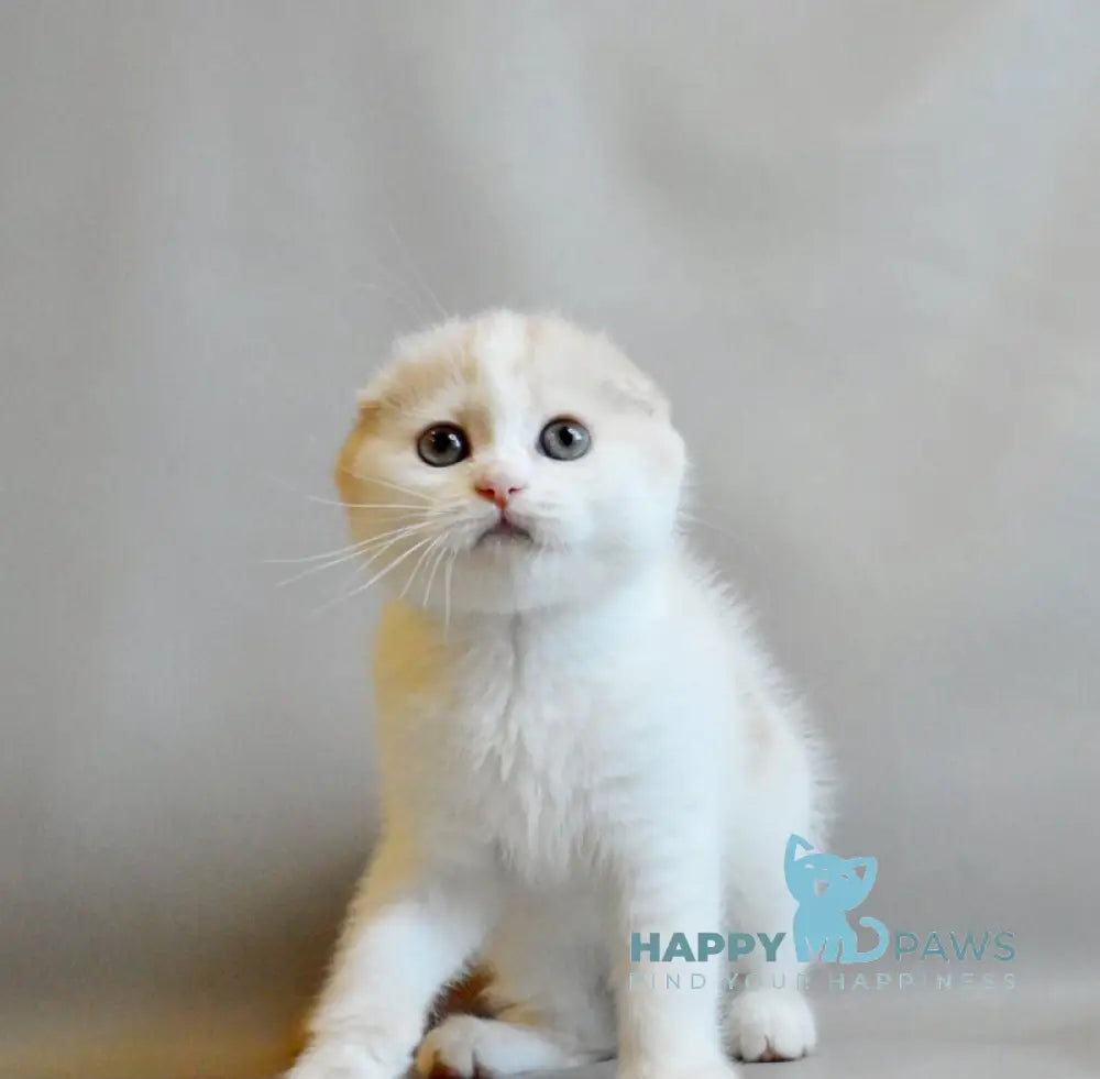 Rozzi Scottish Fold female cream spotted tabby van live animals