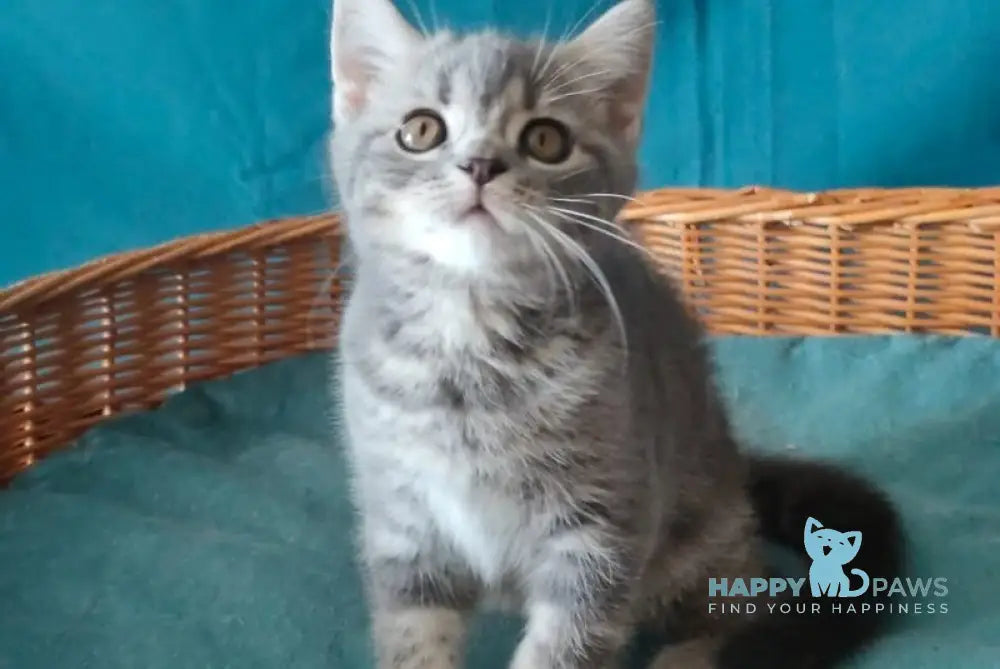 Rubik Scottish Straight male black silver tabby live animals
