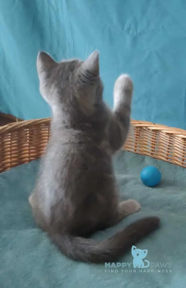 Rubik Scottish Straight male black silver tabby live animals