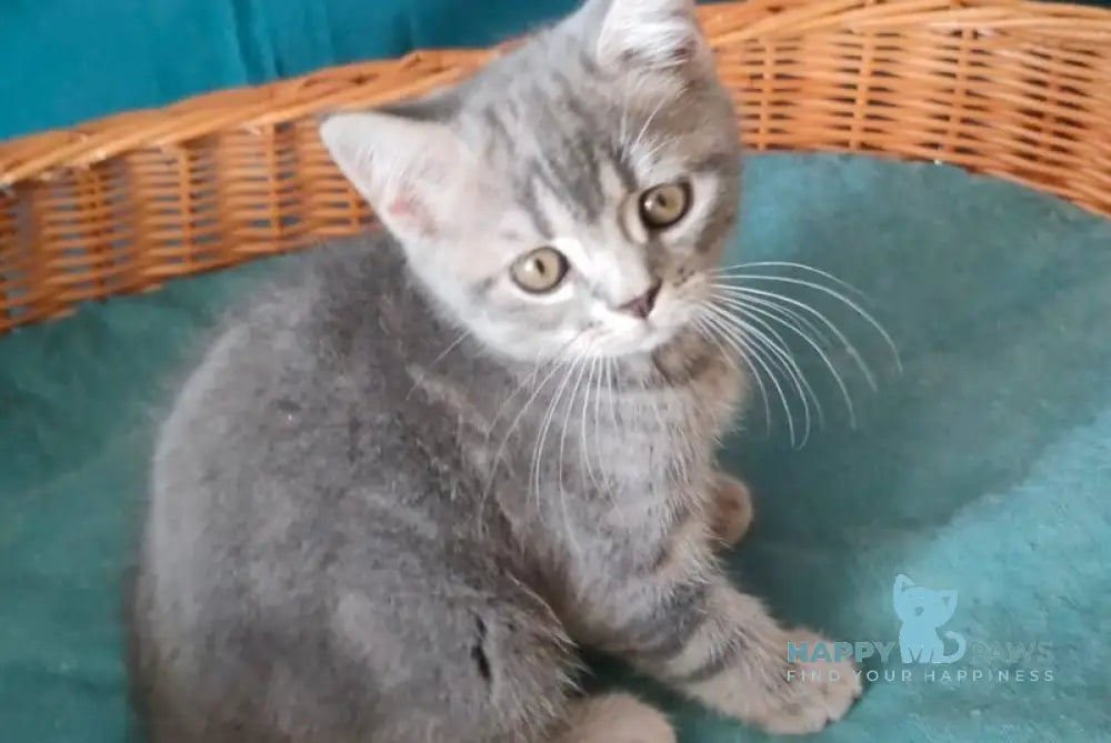 Rubik Scottish Straight male black silver tabby live animals