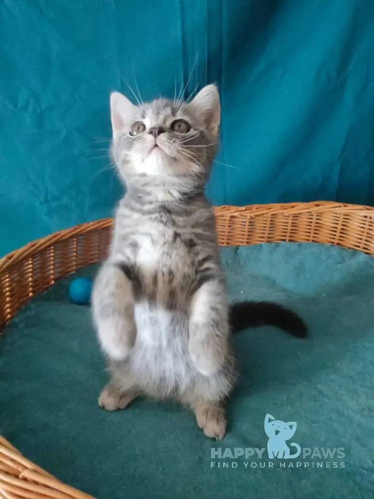 Rubik Scottish Straight male black silver tabby live animals