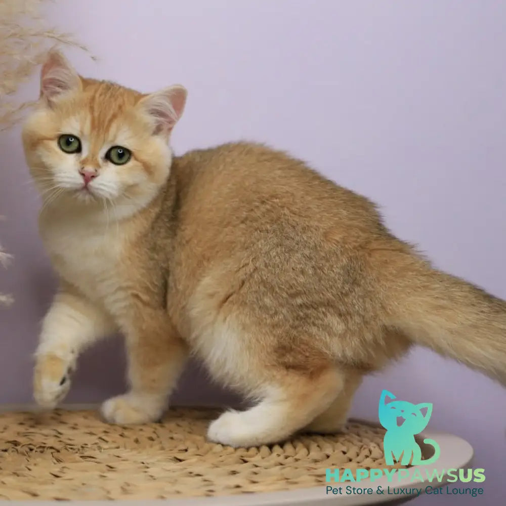 Ruby British Shorthair female black golden chinchilla - live animals