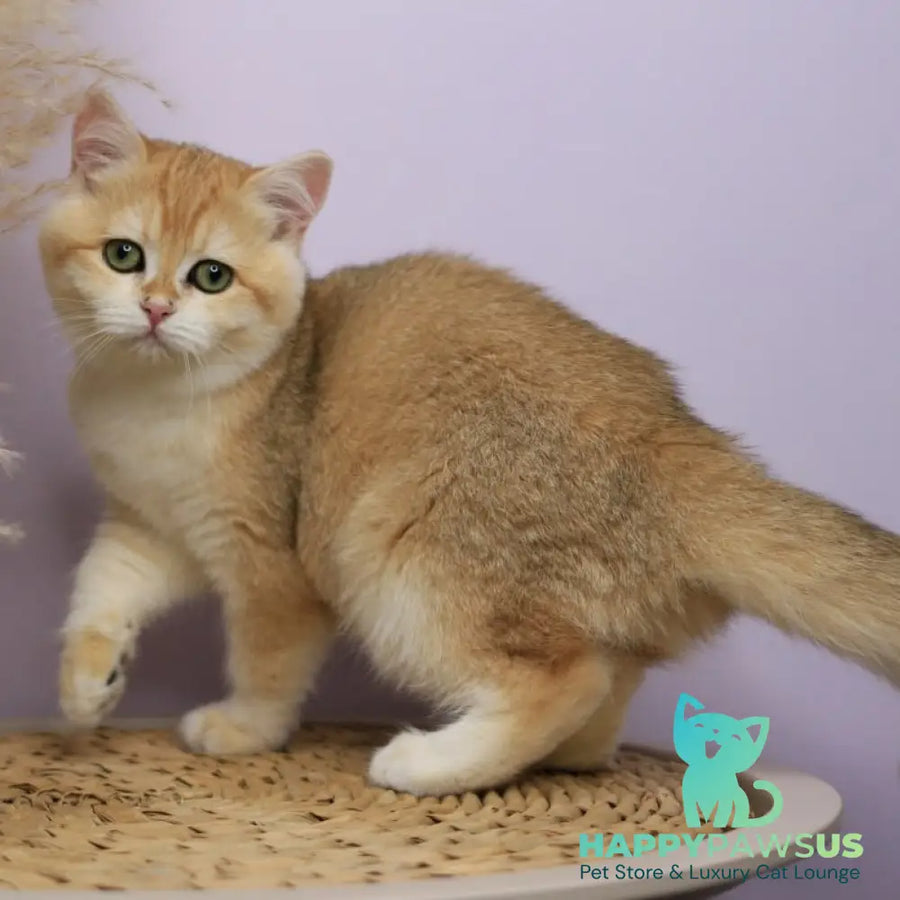 Ruby British Shorthair female black golden chinchilla - live animals